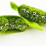 Pompom Pea Pod